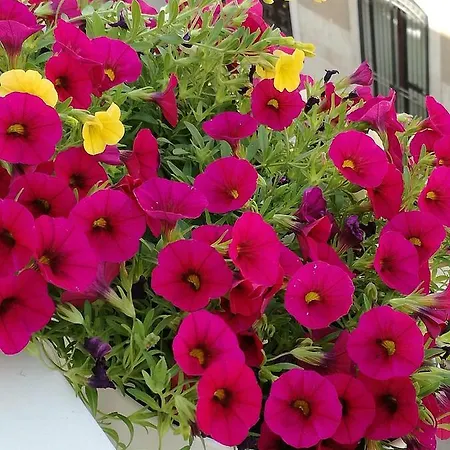 Alojamento de Acomodação e Pequeno-almoço Fabricanovantacinque Trani