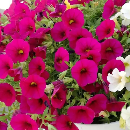 Fabricanovantacinque Trani